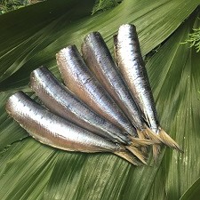 いわし 丸干し〈1尾〉